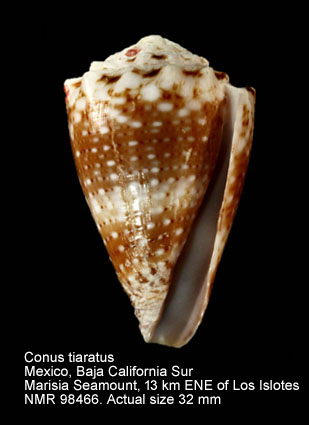 Conus tiaratus (13).jpg - Conus tiaratus G.B.Sowerby,1833